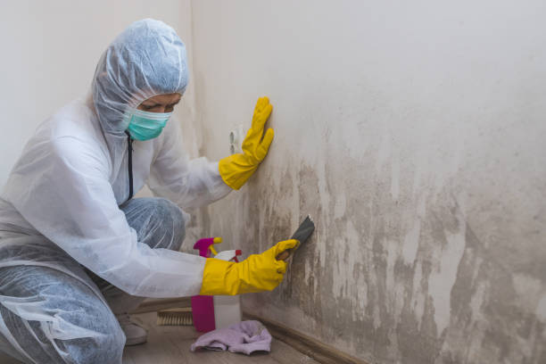 Reliable Occidental, CA Mold Remediation Solutions